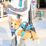 Multifunctional Pet Backpack Dog Drawstring Harness Walking Bag Dog Travel Carrier Portable Pet Outdoor Adjustable Shoulder Bag (Medium,Grey)