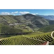 Save 10.00%! Douro Valley Half-Day Wine Tour with Winery and Lunch From Porto