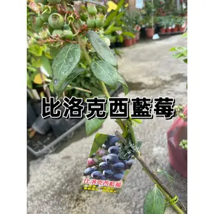 【花無缺❶號】水果苗 ⚇比洛克西藍莓_藍雨藍莓   6吋盆 北美藍鑽石 平地大果藍莓⚉