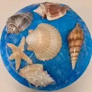 Bowl Of Beautiful Seashells in Gift Box with Bow and Descriptions of Shells #4