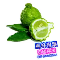 在飛比找蝦皮商城精選優惠-泰國檸檬 嫁接苗(Kaffir Lime)馬蜂橙葉,卡菲爾萊