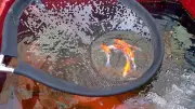 Heavy Duty Koi Fish Pan Net Head Only Koi Carp Ornamental Fish Handling Net Head