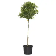 400mm Standard Cumquat Calamondin - Citrus x microcarpa