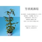 心栽花坊-芳香萬壽菊/3吋/香料香草植物/小品盆栽/售價50特價40
