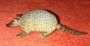 Armadillo Baby - AAA - Wild Animal Figure
