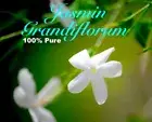 Jasmin Grandiflorum (Spanish Jasmin) - Pure Perfume Oil