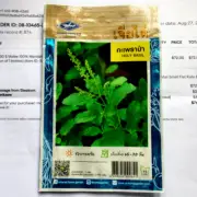 HOLY BASIL 2970 Seed **** กระเพราป่า ****