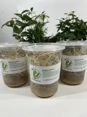 3 FLIGHTLESS FRUIT FLIES Reptile lizard frog gecko mantis jumping spider FOOD!