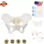 Flexible Female Anatomy Model with Detailed Pelvic Skeleton for Educational Use