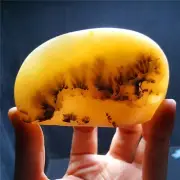 HOT229.3g Natural Polished Aquatic Plants Agate Crystal Madagascar 31A30