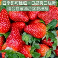 在飛比找蝦皮購物優惠-草莓盆栽 草莓種子 白色草莓 超大草莓 採草莓 有機草莓 水