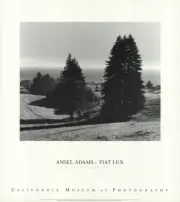 ANSEL ADAMS Pinetrees, Seashore 28" x 25" Offset Lithograph 1990 Photography