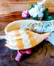 Conch Shell And Stand. Smudging. Sea Lover