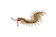 CollectA - Centipede Animal Figurine