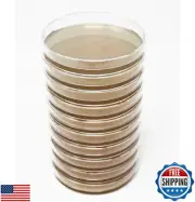 EZ BioResearch Malt Extract Agar (MEA) Plates for Mushroom Cultivation (10 Pr