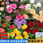 【50送20】玫瑰花種子四季開花易活花種籽子室內盆栽室外庭院綠植物鮮花種子