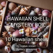 Hawaiian Seashell Mystery Box - Includes MINIMUM 10 SHELLS AND 2 BONUS ITEMS