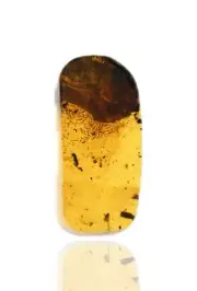 Swarm of Collembola (Springtail), Fossil insect inclusion in Burmese Amber