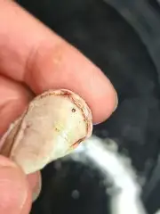 Australian rough opals