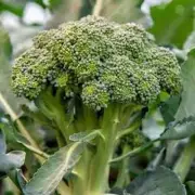 Organic Broccoli 100+ seeds
