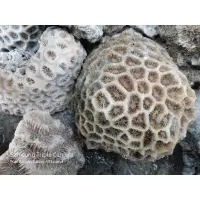 在飛比找蝦皮購物優惠-海珊瑚石多孔過濾介質
