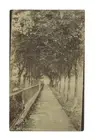 Moffat Avenue Pilot Mound Manitoba tree-lined wooden sidewalk Old Photo