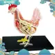 紅白雞4d大師益智拼裝玩具動物生物器官解剖教學模型解剖gjxqnjjjj