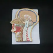 Human Median Section of Head Anatomical Model Medical Skeleton Digital Sign