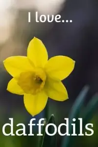 在飛比找博客來優惠-I Love Daffodils: Lined Notebo