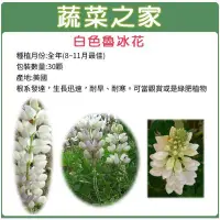 在飛比找Yahoo!奇摩拍賣優惠-【蔬菜之家】H06.白色魯冰花(旺花白色)種子30顆(根系發