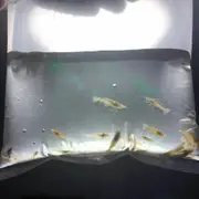 Long Life Breather Bags For Shrimp Fish Snail Transport For Fish Shrimp Snail Tank Aquarium