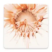 Flourish Ceramic Coaster - Sunflower