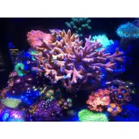 在飛比找蝦皮購物優惠-【魚樂城水族精品】【手機控制＋日出日落＋超強功率】珊瑚燈 魔