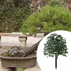 Artificial Outdoor Plants with Stake Unique Front Porch Decor for Hedge Yard