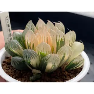 百合科 ハオルチア Haworthia 一物一拍 ｜胭脂玉露錦T17