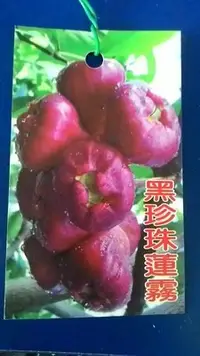 在飛比找Yahoo!奇摩拍賣優惠-花花世界-水果苗 ** 黑珍珠蓮霧苗 ** 4.5吋盆/高4