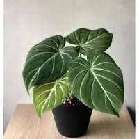 在飛比找蝦皮購物優惠-Philodendron Gloriosum錦緞蔓綠絨(龜背