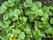 Buy Gotu Kola Plants - Vegetable (Centella Asiatica)