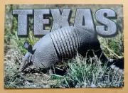 Postcard TX: Mammals, Texas Armadillo (Dasypus Novemcinctus