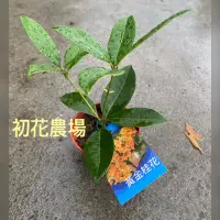 在飛比找蝦皮購物優惠-初花農場2店｜桂花｜3寸盆｜日香桂｜黃金桂｜五彩桂｜日本香水