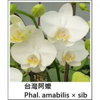 在飛比找蝦皮購物優惠-<美心花園> 原生種蝴蝶蘭 台灣阿嬤 Phal. amabi
