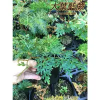 在飛比找蝦皮購物優惠-『525生態植物園』藤卷柏（大葉藍蕨）