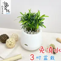 在飛比找蝦皮商城優惠-【小品文化】羅漢松【現貨】3吋雪胖盆 懶人盆栽 加水更方便 