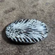 Rare black fossil coral cabochon oval shape gems top grade gemstone for jewelry