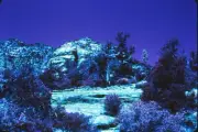 INFRA-RED ORIGINAL EKTACHROME COLOR SLIDE - 1981 - ONE OF A KIND
