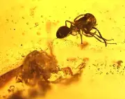 Ant with Fungus Gnat, Fossil inclusion in Burmese Amber