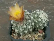 Sclerocactus pubispinus SB 1013F - 10 seeds -VERY RARE