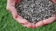 Sunflower Roasted Seeds Unsalted Healthy Natural Vegan Snack ,400gm لب سورى