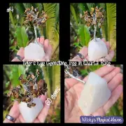 Tiger's Eye Gemstone Crystal Chip Protection Spiritual Tree Quartz Base