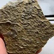 450 grams of exquisite Cambrian trilobite fossil